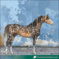 Horse Color:Buckskin Snowflake Varnish