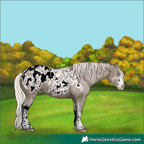 Horse Color:Silver Grullo Sabino Appaloosa 