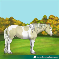 Horse Color:Watercolor Silver Classic Champagne Dun Tobiano