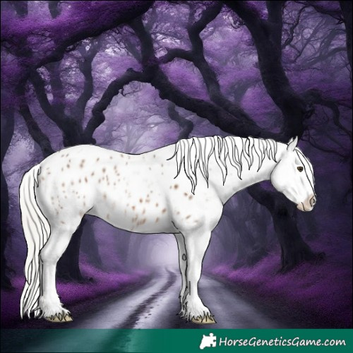 Horse Color:Silver Bay Dun Sabino Splash Tobiano Appaloosa 