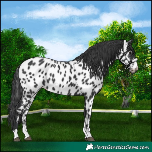 Horse Color:Black Appaloosa 