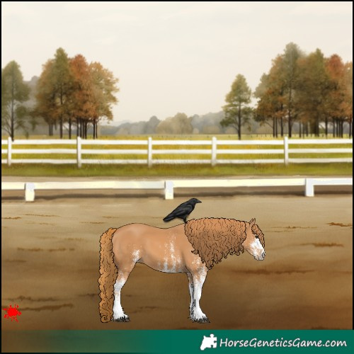 Horse Color:White Spotted Chestnut 