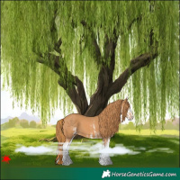 Horse Color:White Spotted Chestnut 