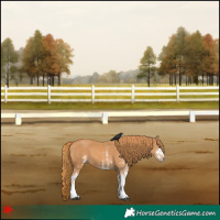 Horse Color:White Spotted Chestnut 