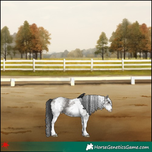 Horse Color:White Spotted Grullo 