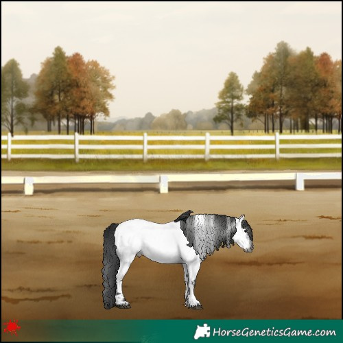 Horse Color:Gray Blue Roan Appaloosa