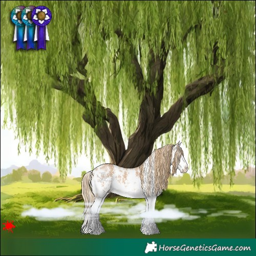Horse Color:Red Dun Sabino Splash