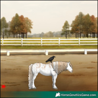 Horse Color:Red Dun Sabino Splash 