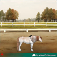 Horse Color:White Spotted Red Dun Rabicano 