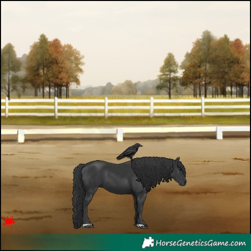 Horse Color:Black 