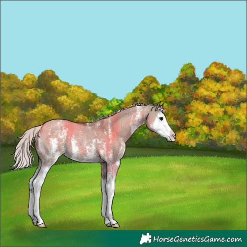 Horse Color:Silver Grullo Sabino Splash Rabicano 
