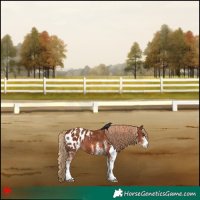 Horse Color:White Spotted Chestnut Appaloosa 