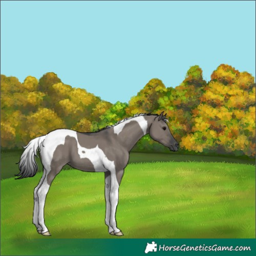 Horse Color:Grullo Tobiano 