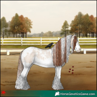 Horse Color:White Spotted Red Dun Roan Splash Appaloosa