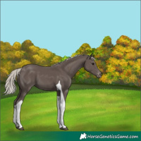 Horse Color:Silver Black Tobiano Varnish 