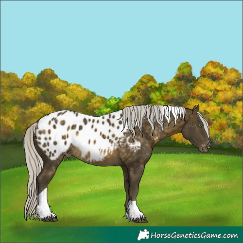 Horse Color:Silver Buckskin Tobiano Appaloosa