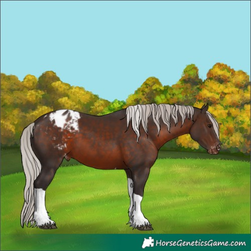 Horse Color:Silver Brown Tobiano Appaloosa 