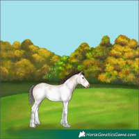 Horse Color:Bay Roan Dun Splash Frame 