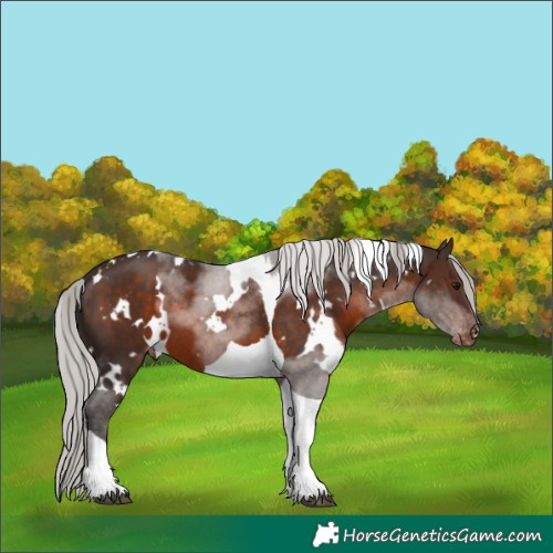 Horse Color:White Spotted Silver Brown Tobiano Appaloosa 