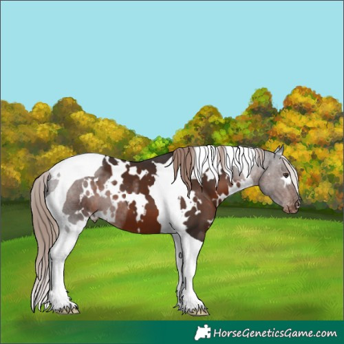 Horse Color:White Spotted Liver Chestnut Tobiano Appaloosa