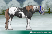Horse Color:Liver Chestnut Tobiano Blanket 
