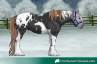 Horse Color:Liver Chestnut Tobiano Appaloosa 