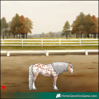 Horse Color:Silver Bay Appaloosa 