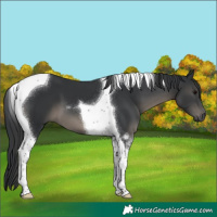 Horse Color:Black Tobiano 