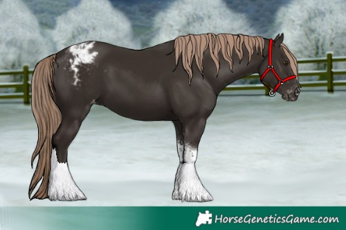 Horse Color:Liver Chestnut Tobiano Appaloosa 