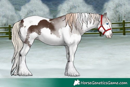 Horse Color:Liver Chestnut Splash Tobiano