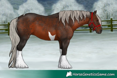 Horse Color:Gray Silver Bay Tobiano