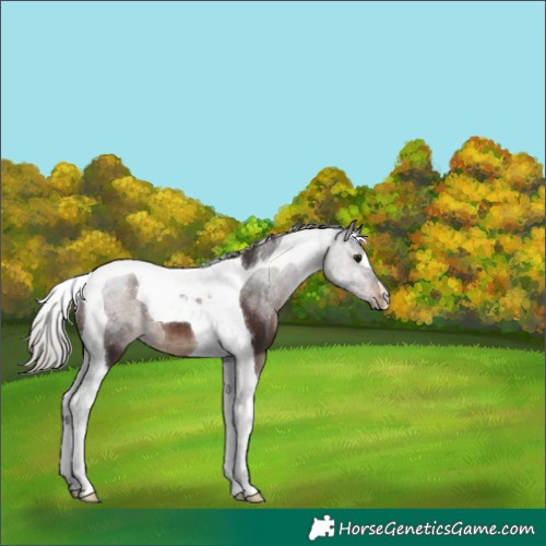 Horse Color:Silver Brown Tobiano 