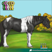 Horse Color:Liver Chestnut Tobiano 