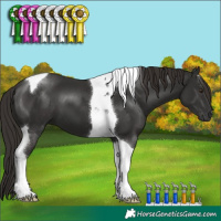 Horse Color:Liver Chestnut Tobiano 