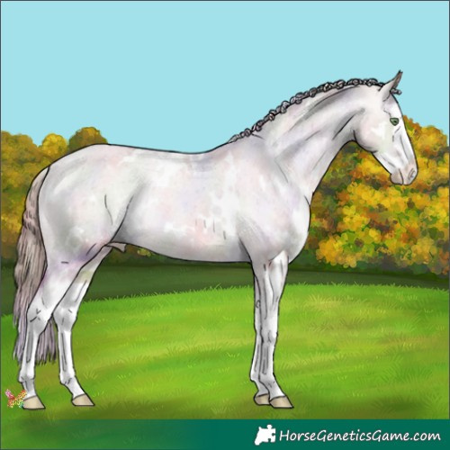 Horse Color:Nacre White Spotted Sable Champagne Dun Splash Appaloosa 