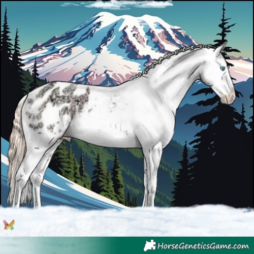 Horse Color:White Spotted Classic Cream Champagne Ice Pearl Appaloosa 