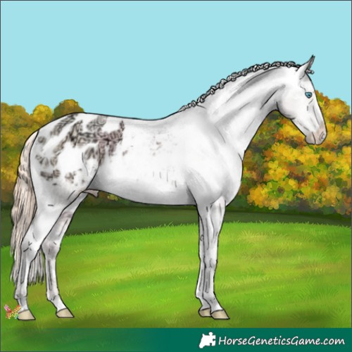 Horse Color:White Spotted Classic Cream Champagne Ice Pearl Appaloosa 