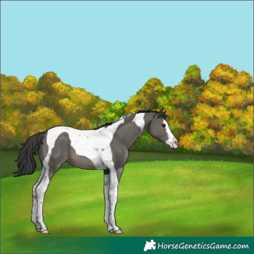 Horse Color:Grullo Splash Tobiano 