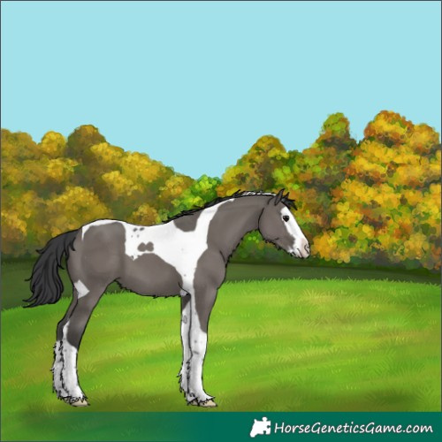 Horse Color:Grullo Splash Tobiano 