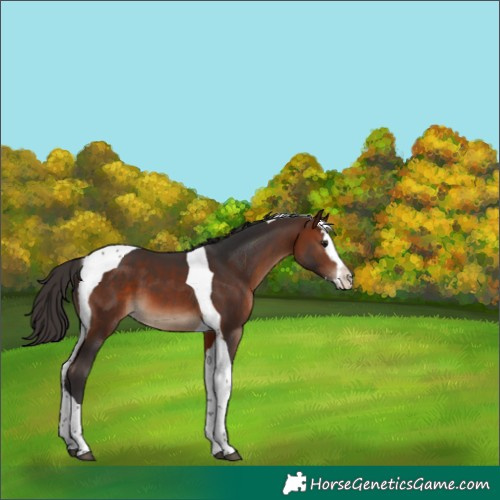 Horse Color:Bay Splash Tobiano 