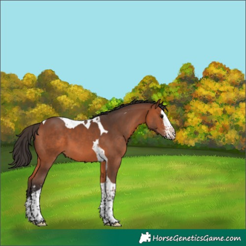 Horse Color:Bay Sabino Splash Tobiano 