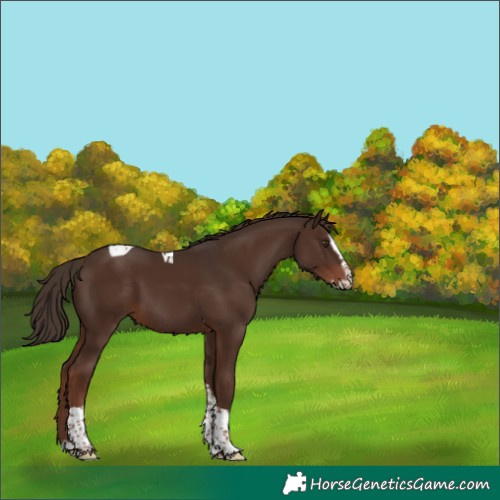 Horse Color:Liver Chestnut Splash Tobiano