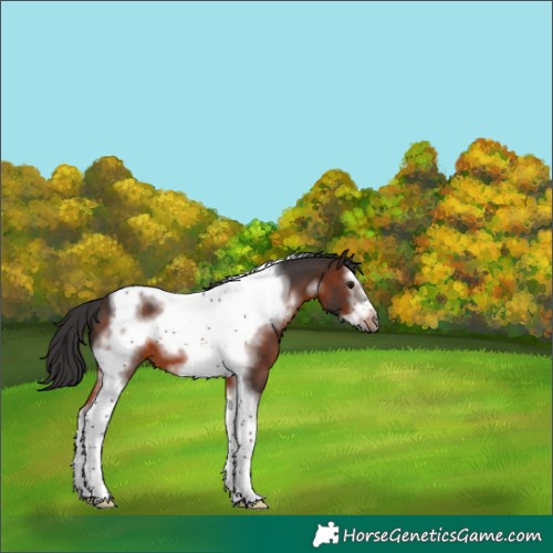 Horse Color:Brown Splash Tobiano Frame 