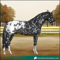 Horse Color:Brown Appaloosa 