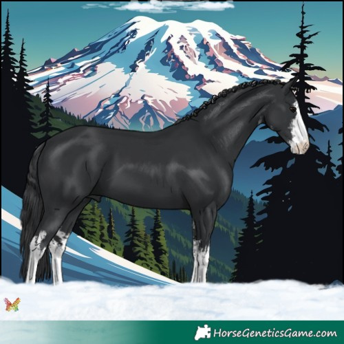 Horse Color:White Spotted Black 