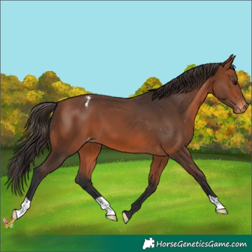 Horse Color:Bay Appaloosa 