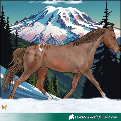 Horse Color:Chestnut Blanket 
