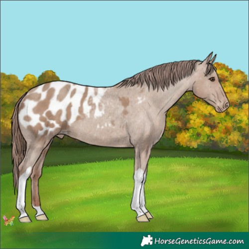 Horse Color:Classic Champagne Tobiano Appaloosa 