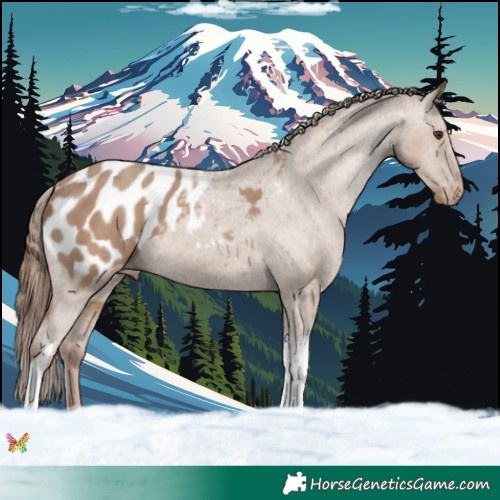 Horse Color:Classic Champagne Tobiano Appaloosa 