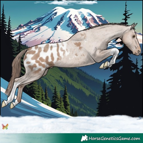 Horse Color:Classic Champagne Tobiano Appaloosa 